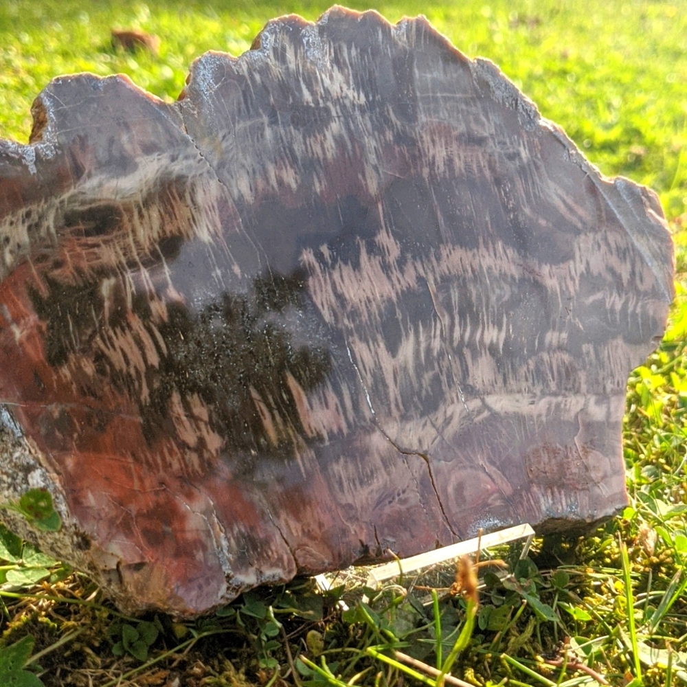 Petrified Wood Slab - Cabin Decor - Picture 4 of 4